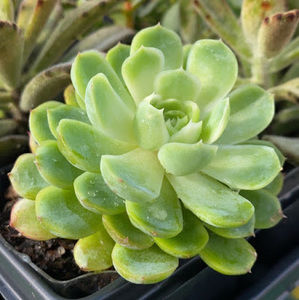 Meet your Posher, Kisha